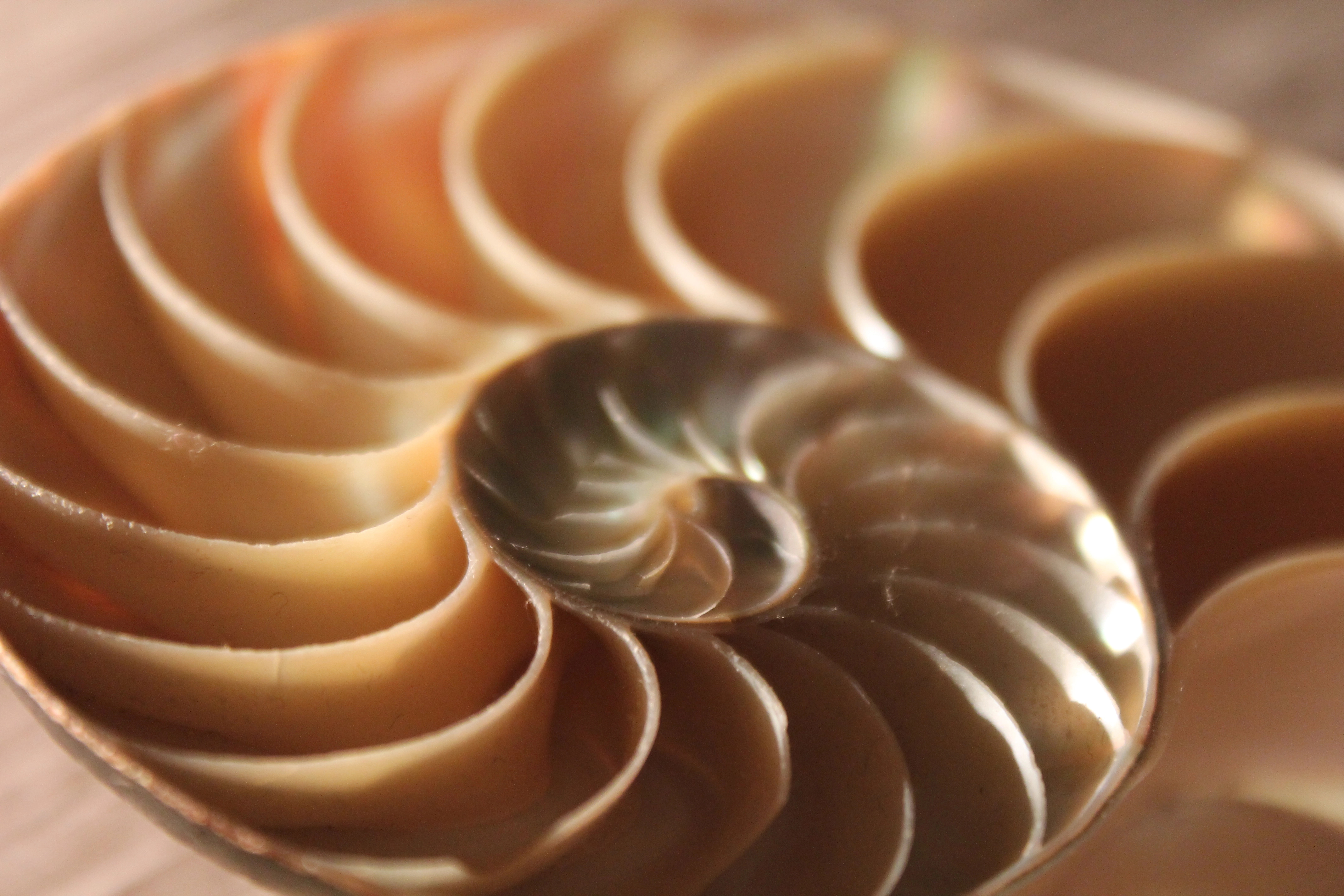 Diagram representing a complex adaptive systems view